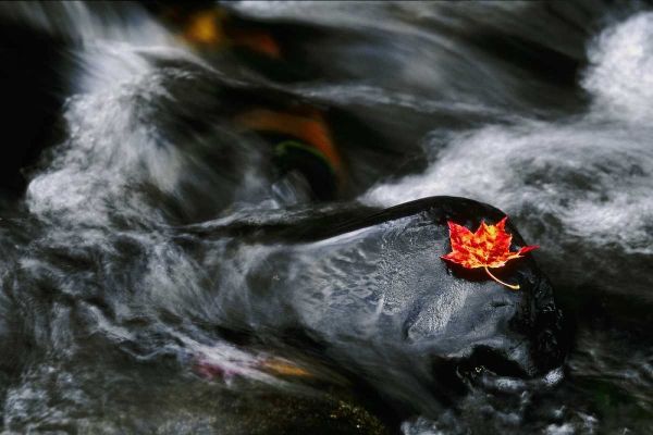 USA, Maine Maple leaf on black rock in stream